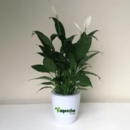 Peace Lily With  Ceramic POT