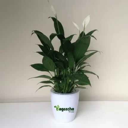 Peace Lily With  Ceramic POT