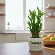 LUCKY BAMBOO PLANT–2 LAYER