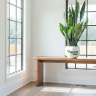 Snake Plant with Pot - Image 3