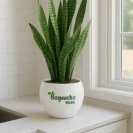 Snake Plant with Pot - Image 4