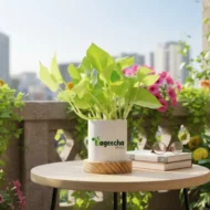 Money Plant Golden - Image 2