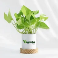 Money Plant Golden - Image 3