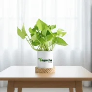 Money Plant Golden - Image 4