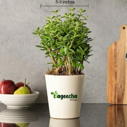 Jade Plant With pot(outdoor)