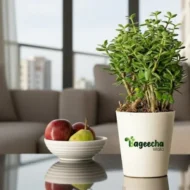 Jade Plant With pot(outdoor) - Image 2