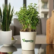 Jade Plant With pot(outdoor) - Image 3