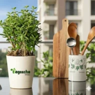 Jade Plant With pot(outdoor) - Image 4