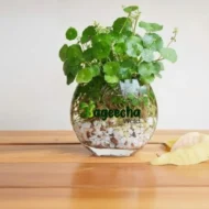 Chinese Money Plant (Coin Money Plant) with Glass Jar