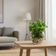 Chinese Money Plant (Coin Money Plant) with Glass Jar - Image 2