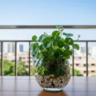 Chinese Money Plant (Coin Money Plant) with Glass Jar - Image 4