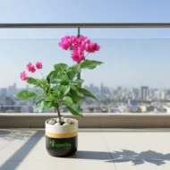 Bougainvillea plant with pot