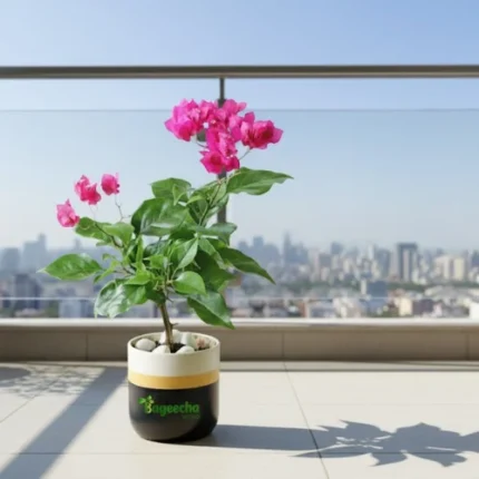 Bougainvillea plant with pot