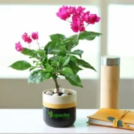 Bougainvillea plant with pot - Image 4