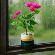 Bougainvillea plant with pot - Image 3