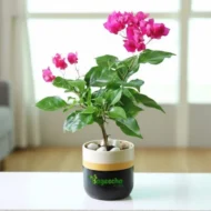 Bougainvillea plant with pot - Image 2