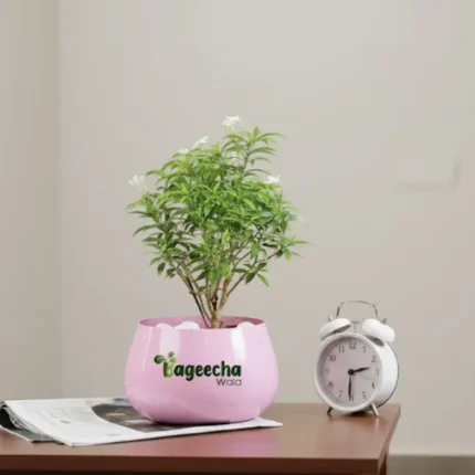 Mini chandni plant ( Mini jasmine plant)