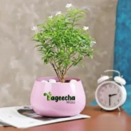 Mini chandni plant ( Mini jasmine plant) - Image 4