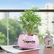 Mini chandni plant ( Mini jasmine plant) - Image 3