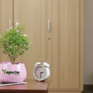 Mini chandni plant ( Mini jasmine plant) - Image 2