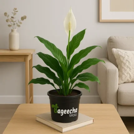 Peace Lily with Nursery Pot