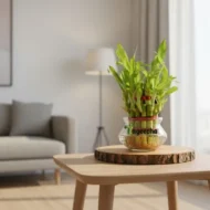 2 Layer Lucky Bamboo Plant in Clear Glass Jar with Color Stones - Image 2