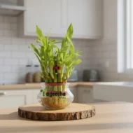 2 Layer Lucky Bamboo Plant in Clear Glass Jar with Color Stones - Image 3