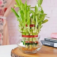 2 Layer Lucky Bamboo Plant in Clear Glass Jar with Color Stones