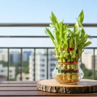 2 Layer Lucky Bamboo Plant in Clear Glass Jar with Color Stones - Image 4