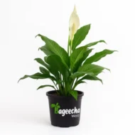 Peace Lily with Nursery Pot - Image 2