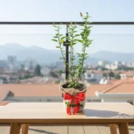 Chinese Hibiscus plant - Image 2