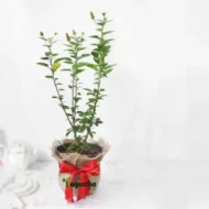 Chinese Hibiscus plant