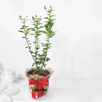 Chinese Hibiscus plant