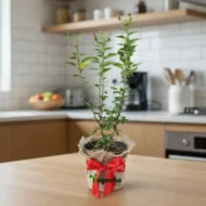 Chinese Hibiscus plant - Image 3