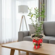 Chinese Hibiscus plant - Image 4