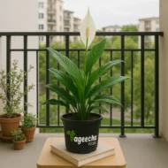 Peace Lily with Nursery Pot - Image 3