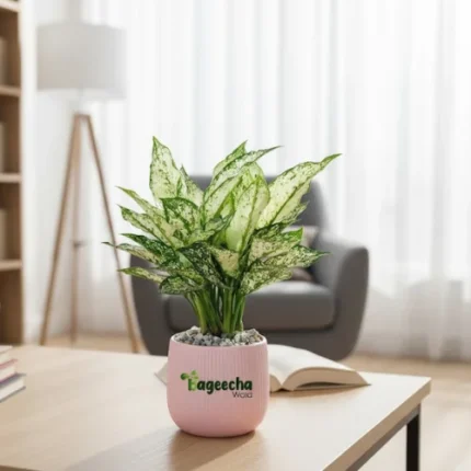 Aglaonema Snow White plant with pot