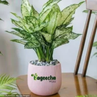 Aglaonema Snow White plant with pot - Image 2