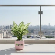 Aglaonema Snow White plant with pot - Image 3