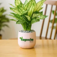 Aglaonema Snow White plant with pot - Image 4