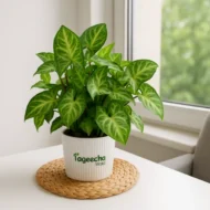 Syngonium plant with pot(indoor)
