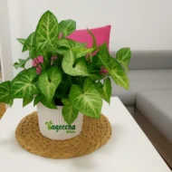 Syngonium plant with pot(indoor) - Image 2