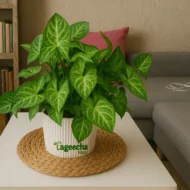 Syngonium plant with pot(indoor) - Image 3