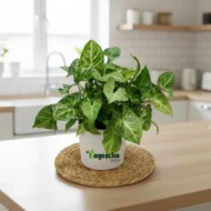 Syngonium plant with pot(indoor) - Image 4