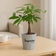 Money tree with pot - Image 2
