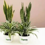 Spider plant & Snake plant with pot - Image 3