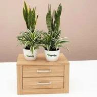 Spider plant & Snake plant with pot - Image 4