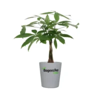 Money tree with pot - Image 3