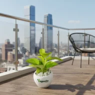 Golden money plant with pot - Image 3