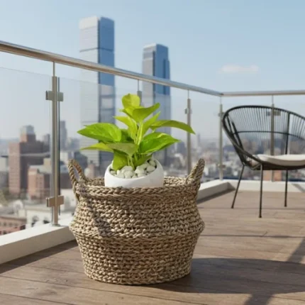 Golden money plant with pot